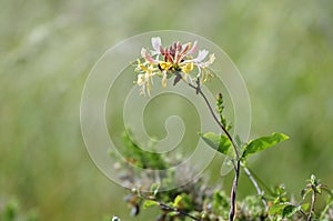 European Honeysuckle at Quiberon in France