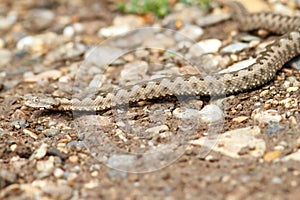 European horned viper on gravel