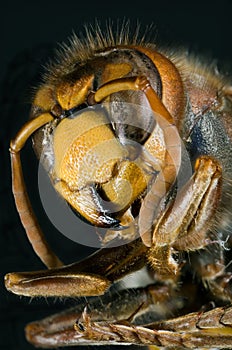 European Hornet