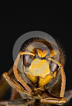 European Hornet