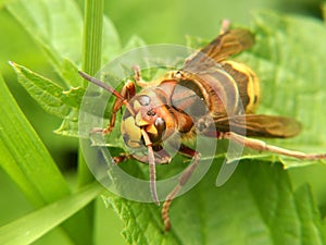 European hornet