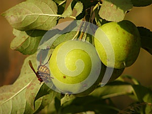 European hornet on apple detail