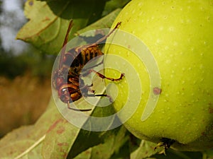 European hornet eating