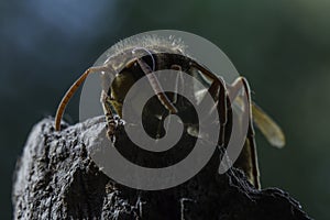 European hornet photo