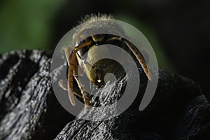 European hornet photo