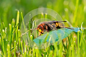 Big hornet on a grass leaf makro closeup photo