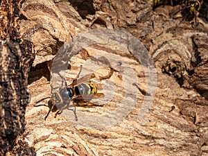 The European hornet, lat. Vespa crabro, is the largest eusocial wasp native to Europe