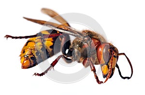 European hornet in latin Vespa crabro