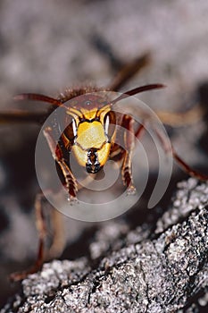 European hornet, macro portrait