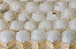 European Hornet Nest Background