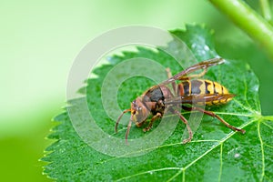A European hornet sitting on a leaf