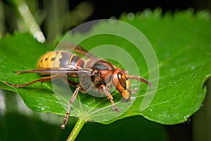 A European hornet sitting on a leaf