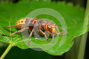 A European hornet sitting on a leaf