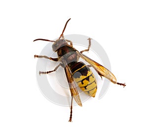 European Hornet