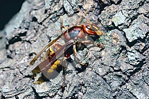 european hornet on the trunk of a domestic pine