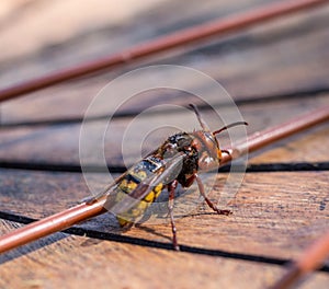 European hornet Vespa crabro