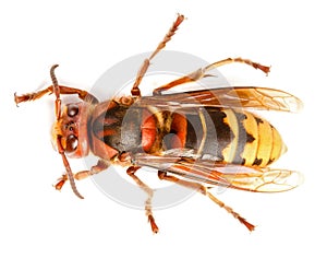 European hornet, Vespa crabro