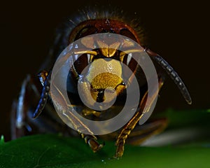 Hornet Vespa crabro, in extreme close up