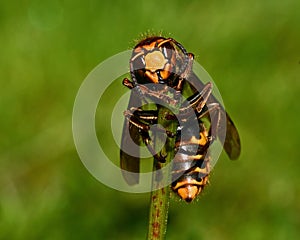 Hornet Vespa crabro, in extreme close up