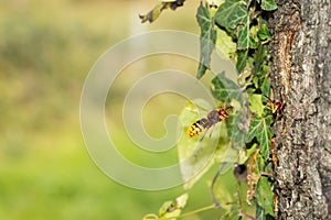 European hornet (vespa Crabro) flying to the nest