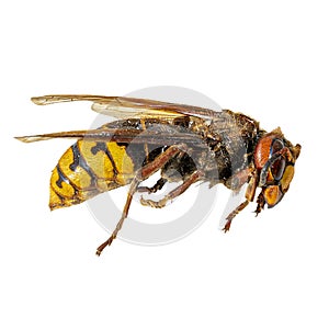European hornet (Vespa crabro). Hornet isolated on white background. Dangerous insect photo