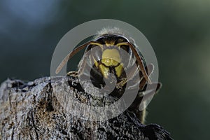 European hornet photo