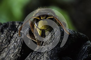 European hornet photo