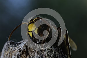 European hornet photo