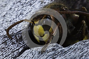 European hornet photo