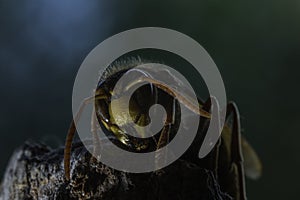 European hornet photo