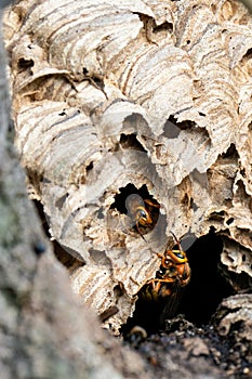 European hornet Vespa crabro  nest photo