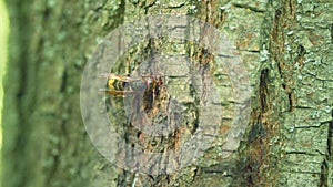 European hornet or vespa crabro on wooden bark of tree. Hornets communicate in the wild nature. Close up.