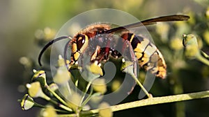 European hornet wasp up close