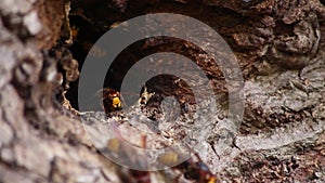 European hornets defend the entry of their hornets nest against invaders and are a dangerous and poisonous pest that build colony