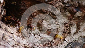 European hornets defend the entry of their hornets nest against invaders and are a dangerous and poisonous pest that build colony