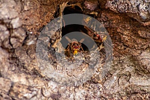 European hornets defend the entry of their hornets nest against invaders and are a dangerous and poisonous pest that build colony