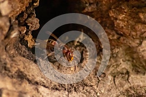 European hornets defend the entry of their hornets nest against invaders and are a dangerous and poisonous pest that build colony