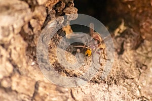 European hornets defend the entry of their hornets nest against invaders and are a dangerous and poisonous pest that build colony