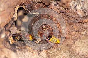 European hornets defend the entry of their hornets nest against invaders and are a dangerous and poisonous pest that build colony