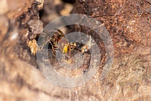 European hornets defend the entry of their hornets nest against invaders and are a dangerous and poisonous pest that build colony