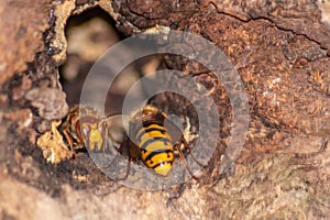 European hornets defend the entry of their hornets nest against invaders and are a dangerous and poisonous pest that build colony