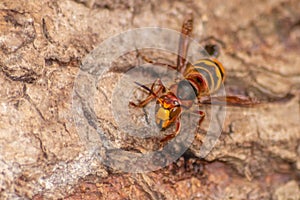 European hornets defend the entry of their hornets nest against invaders and are a dangerous and poisonous pest that build colony