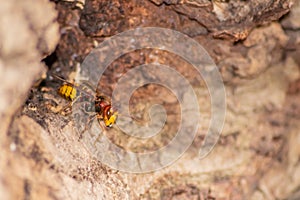 European hornets defend the entry of their hornets nest against invaders and are a dangerous and poisonous pest that build colony