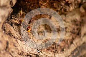 European hornets defend the entry of their hornets nest against invaders and are a dangerous and poisonous pest that build colony