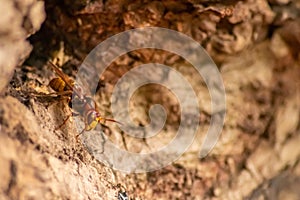 European hornets defend the entry of their hornets nest against invaders and are a dangerous and poisonous pest that build colony