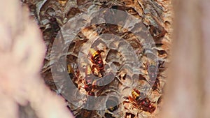 European hornets nest defend entry of their hornets nest combs against invaders