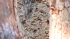 European hornets nest defend entry of their hornets nest combs against invaders