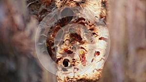 European hornets nest defend entry of their hornets nest combs against invaders