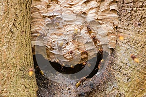 European hornets Vespa crabro around nest in tree