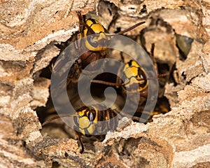 European hornets Vespa crabro defending hole in nest